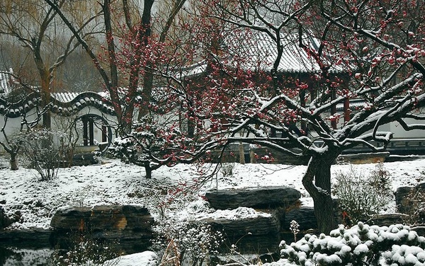 情人节赏南京梅花山冬雪美景