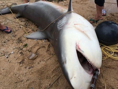 惠州大亚湾渔民捕获500斤大鲨鱼