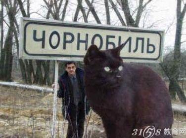 世界上最大的猫 乌克兰巨猫angie