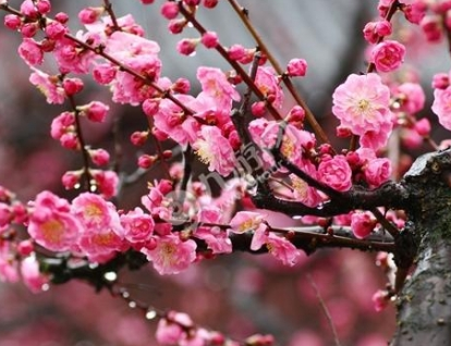 2016贵州荔波梅花具体开放时间是好久?贵州荔波梅花节