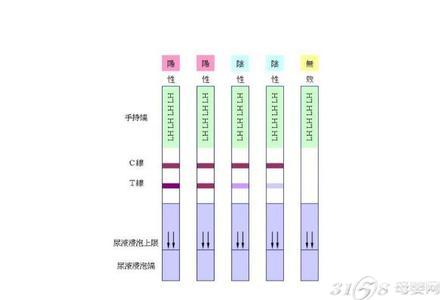 排卵试纸什么时候用?排卵试纸怎么用?