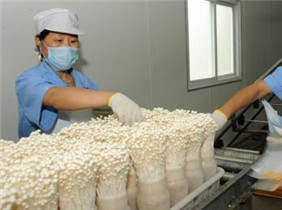 中盛永基怎么样?中盛永基食用菌谁做过?