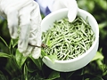 哪里产的茶叶最好?