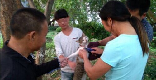 浙江多名男女活剥小猫 惨无人道