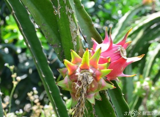 2016四川种植什么水果前景好 什么水果适合在