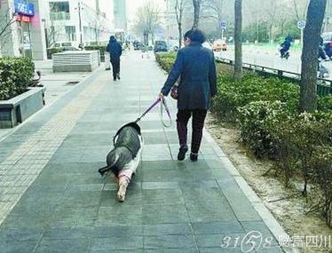 北京大妈街头遛猪好几年 大妈为啥要选择猪作为宠物呢 小香猪成网红?