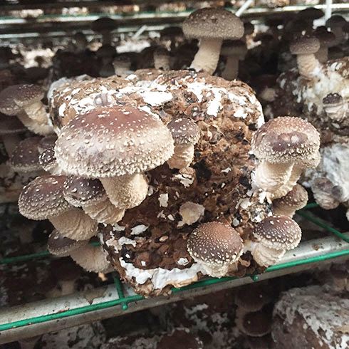 中盛永基的种植户挣钱吗?一年的收入大概是多少