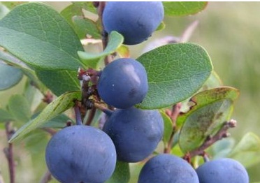 四川特殊水果——蓝莓