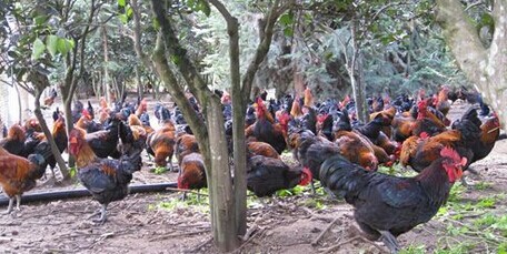 四川雅安石棉草科鸡