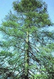 国家一级保护植物银杉 美名的由来