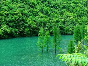 国家一级保护植物水杉 为庭园观赏树-3158