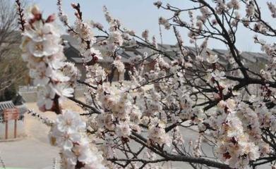 三皇山桃花峪旅游区