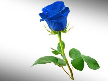 >> 文章内容 >> 蓝玫瑰  蓝色玫瑰花的花语是什么?
