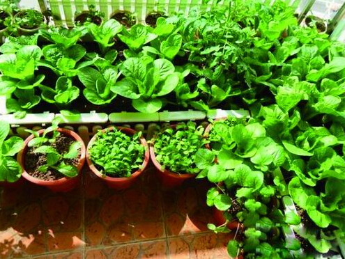 阳台也能种菜 绿万家阳台菜园
