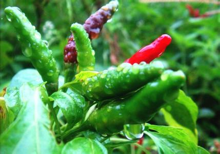 湖南特产樟树港辣椒-3158财富湖南