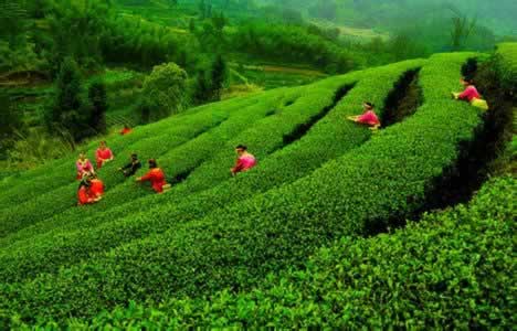 湖南特产沅陵碣滩茶