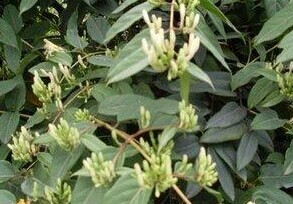 的种植金银花历史,该镇从1990年开始大面积种植金银花,集中分布在万寿