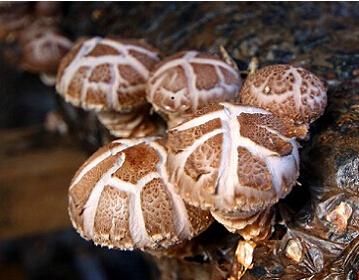 健康蔬菜种植赚钱吗?