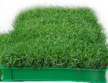 绿色蔬菜种植赚钱吗?