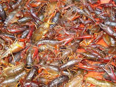 小龙虾养殖风险有哪些-3158餐饮网