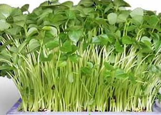 无土栽培芽苗菜效益怎么样?