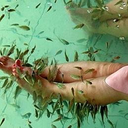 小魔鱼鱼疗馆设备要多少钱呀?