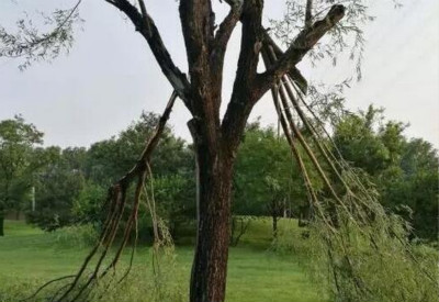 我要做一棵树,经历狂风暴雨,也不倒下!