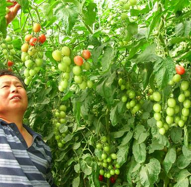 白手起家创业点子项目 中农共信有机瓜菜工厂