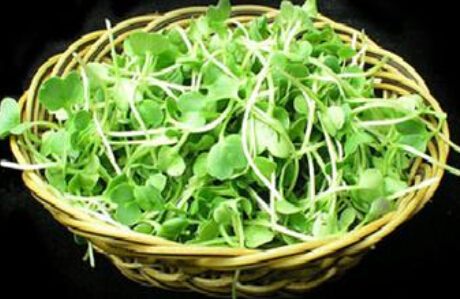 浙江加盟投资什么项目好?绿国鑫源活体芽苗菜