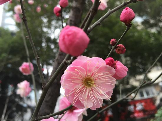 【2015南京梅花节】2015年南京梅花节时间,地点与门票