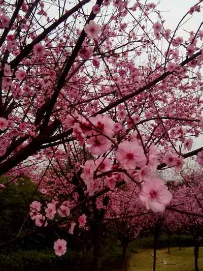 那么2015天津运河桃花节时间是什么时候?