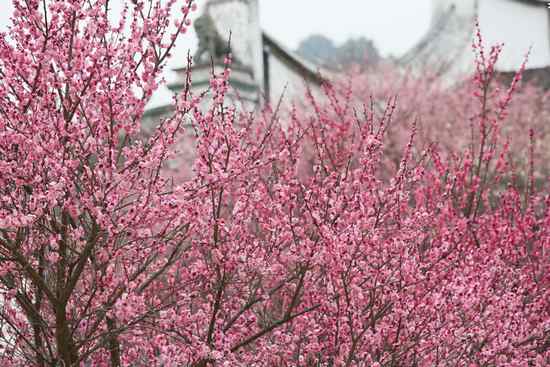 2015荆门屈家岭桃花节地点:荆门市京山县屈家岭长滩月宝山 2015荆门