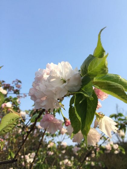 【2015樱花节】重庆永川金龙镇樱花谷第二届樱花节时间,地点与门票