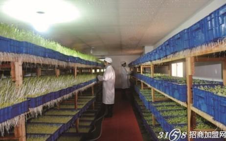芽苗菜种植生产技术加盟