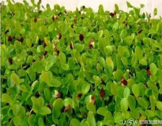 卖什么蔬菜赚钱?巧卖蔬菜也能赚大钱