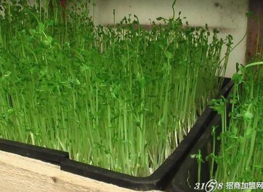 卖什么蔬菜赚钱?巧卖蔬菜也能赚大钱