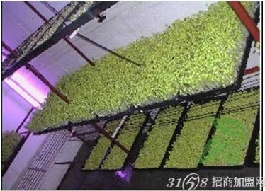 芽苗菜生意好做吗?14亿市场疯狂抢