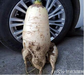 南京23斤大萝卜 身高近半米-致富项目