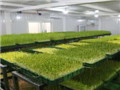 菜立方芽苗菜的利润怎么样?高不高?