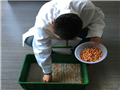 农村创业选择菜立方芽苗菜好不好?