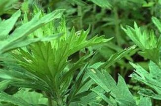 艾叶泡水喝的作用有哪些