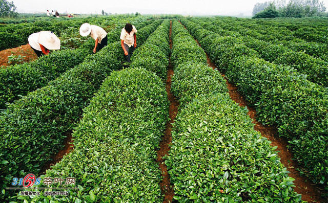 日照绿茶价格高吗 日照绿茶的价格受什么因素的影响