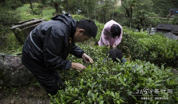 武夷山自然保护区内的桐木关是正山小种的原产地。在2006年之前,还是绿茶的天下,武夷红茶在国内基本卖不上价,武夷红茶无奈只得外销。之后随着金骏眉的名扬天下,人们才渐渐地认识到了中国红茶的魅力。 桐木关这个地方平均海拔在1200米,气温比山下低很多,因此正山小种的制茶也比一般的茶品晚一个节气。 桐木关是非常适合种红茶的,桐木关的茶树叶每一片都嫩绿欲滴,通常采芽头做金骏眉,一芽两叶做银骏眉。桐木关地势高峻,冬暖夏凉,年均气温摄氏18度,年降雨量在2000毫米左右,春夏之间终日云雾缭绕,且土质肥沃。加上几百年