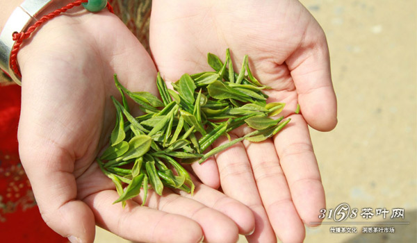 青島嶗山茶網-IM電競1原產地正宗嶗山綠茶茶農自產自銷(圖1)