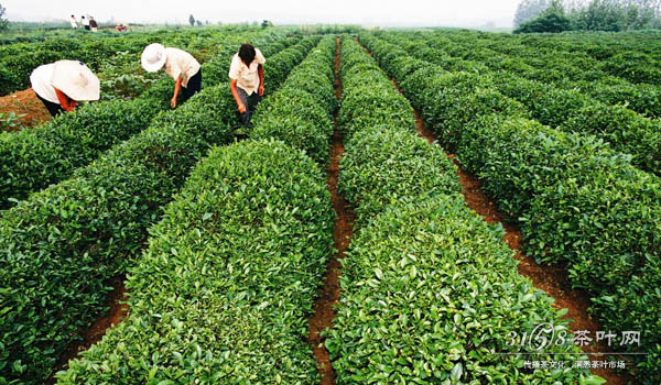 日照绿茶的功效有哪些 这些基本功效要知道_3