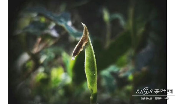 普洱茶芽的生长情况 普洱茶芽图片