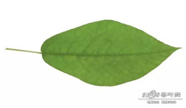 茶叶和树叶有什么区别 这几张图教你如何区分