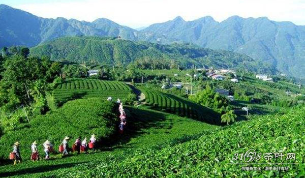 雨花茶的产地在哪里 新手该如何进行选购