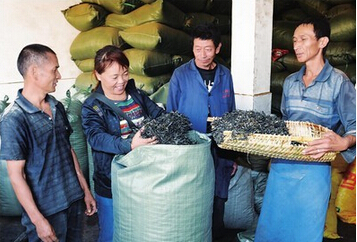 新平县者竜乡：茶叶经销商促进茶产业稳健发展