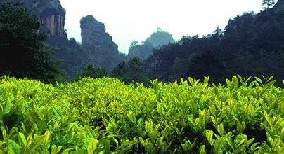 武夷岩茶的水仙 肉桂年总产量占比达七成